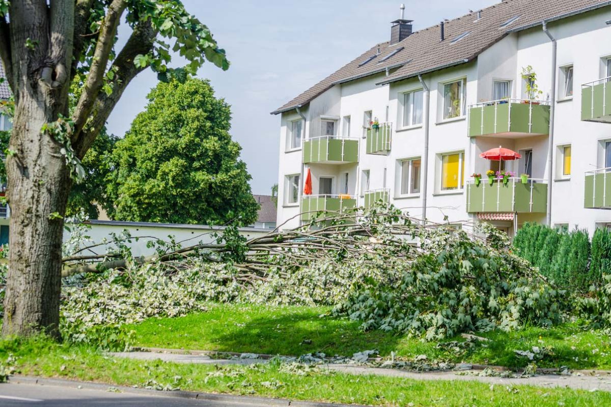 Schaden im Gartenbau